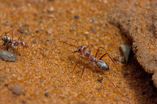 How does an ant colony coordinate its behaviour?