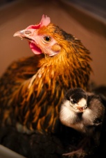 Chick and Tilda, its mother (photo © and courtesy of Hannele Luhtasela-El Showk)